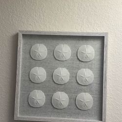 Sand dollar Wall Frame