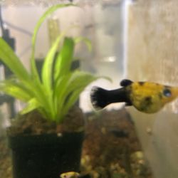 Fish Tank Decoration 