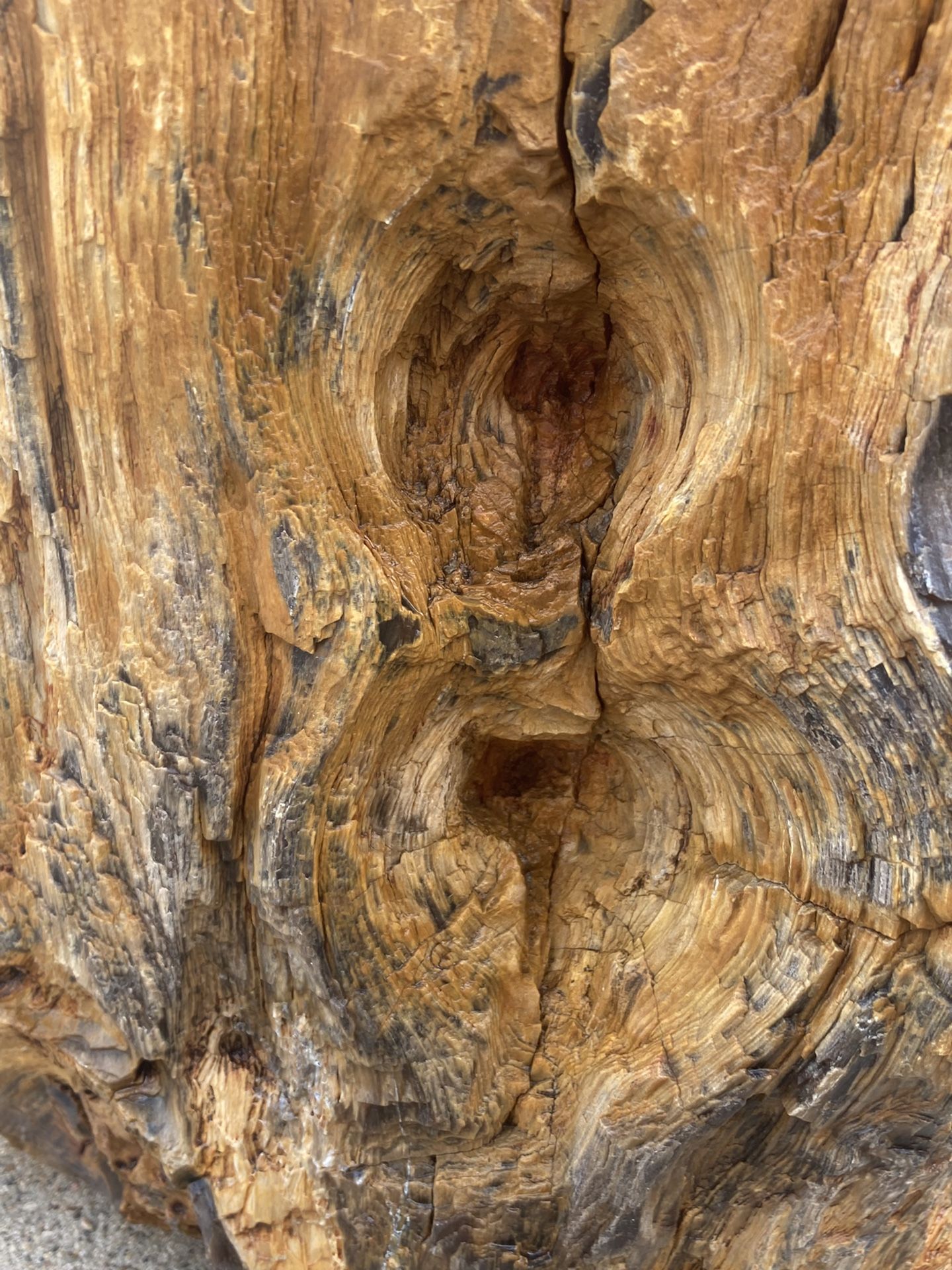 One Of A Kind Petrified Diamond Willow