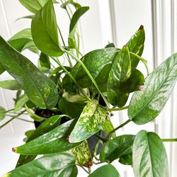 Epipremnum Pinnatum “Neon” (whole plant)