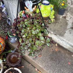 Planta Colgante