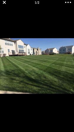 Grass