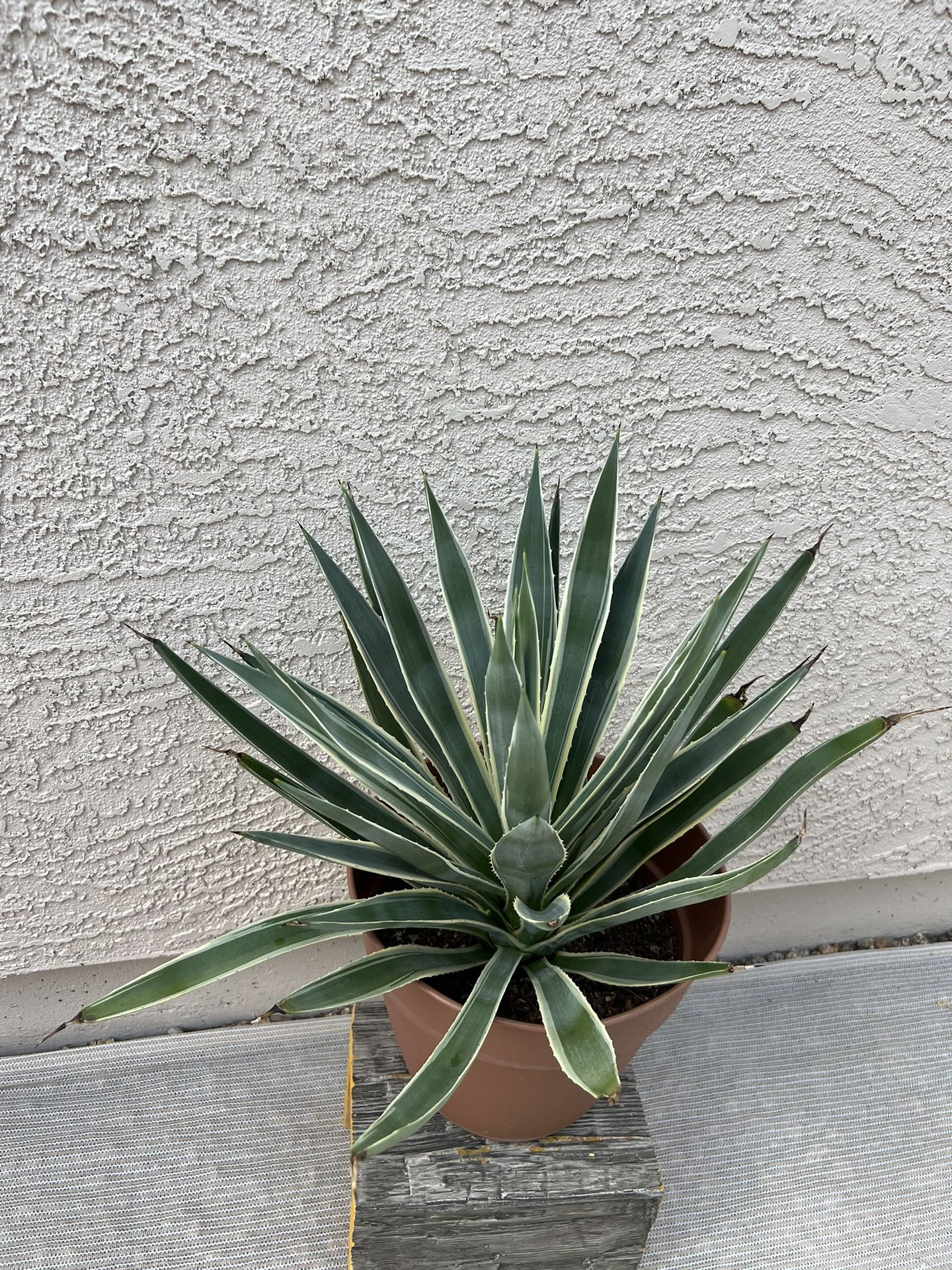 Variegated Caribbean Agave Plant 