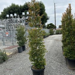 Eugenia Privacy Hedge