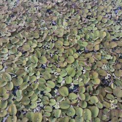 Salvinia Minima Water Floating Plant 