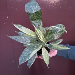 Philodendron Jose Buono