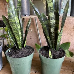 HERMOSAS PLANTAS NATURALES “SNAKE PLANT 