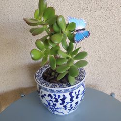 Beautiful Jade Plant In Gorgeous Ceramic Pot
