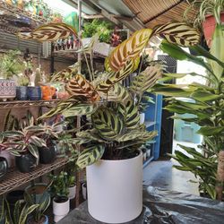 Calatheas Peacock Indoor Plant