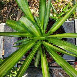 Spider Plant "Chlorophytum comosum"