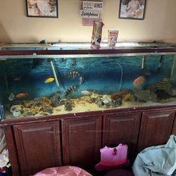 120 Gallon Tank + Fish Or Fish Separate 