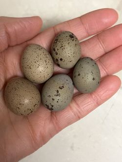 Fertile King (Button) Quail Eggs