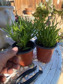 Chain link succulent