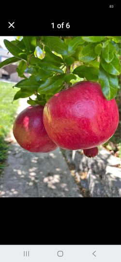 Four seasons fruit trees