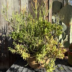 Large Mix Of Succulents In Hand Made Unique One Of A Kind Pot, Fire sticks And Bubble Toes Plus Other Succulents In Pot