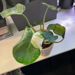White Princess Philodendron plant