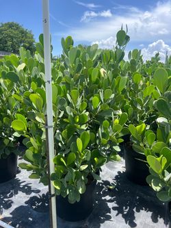 Clusia 15gal- 4-5ft tall.