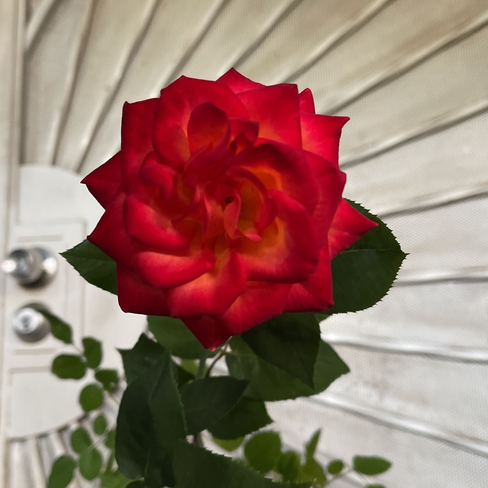 Rose Bush Plant Flower 