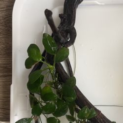 Aquarium Plants On Driftwood Or dragon Rock