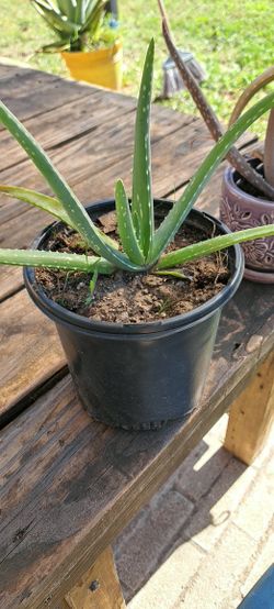 6" High Aloe Vera Plant 