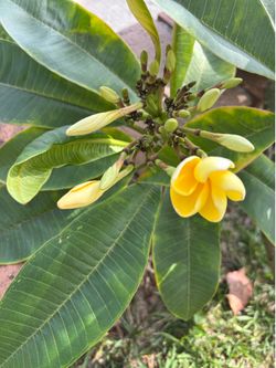 Plumeria cuttings and plants $12 each City Of Cerritos