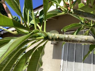 5.00 Cada. Corte. De Plumeria. Es Muy facil de plantar