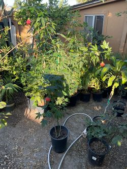 Chinese Lantern Plant