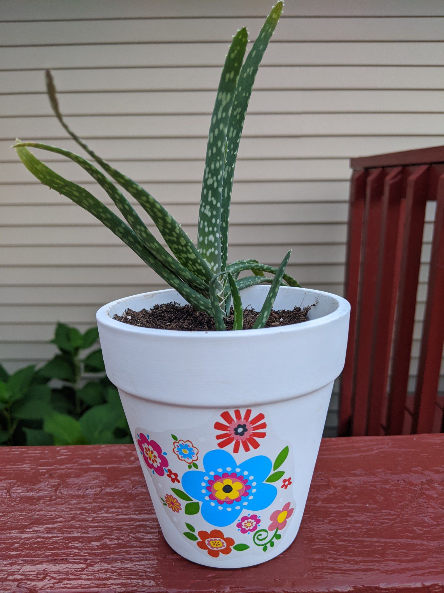 Aloe plant in clay pot