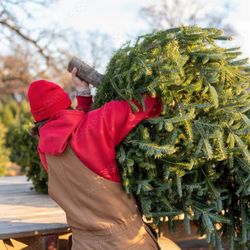 Christmas Trees Delivered — Free Delivery!