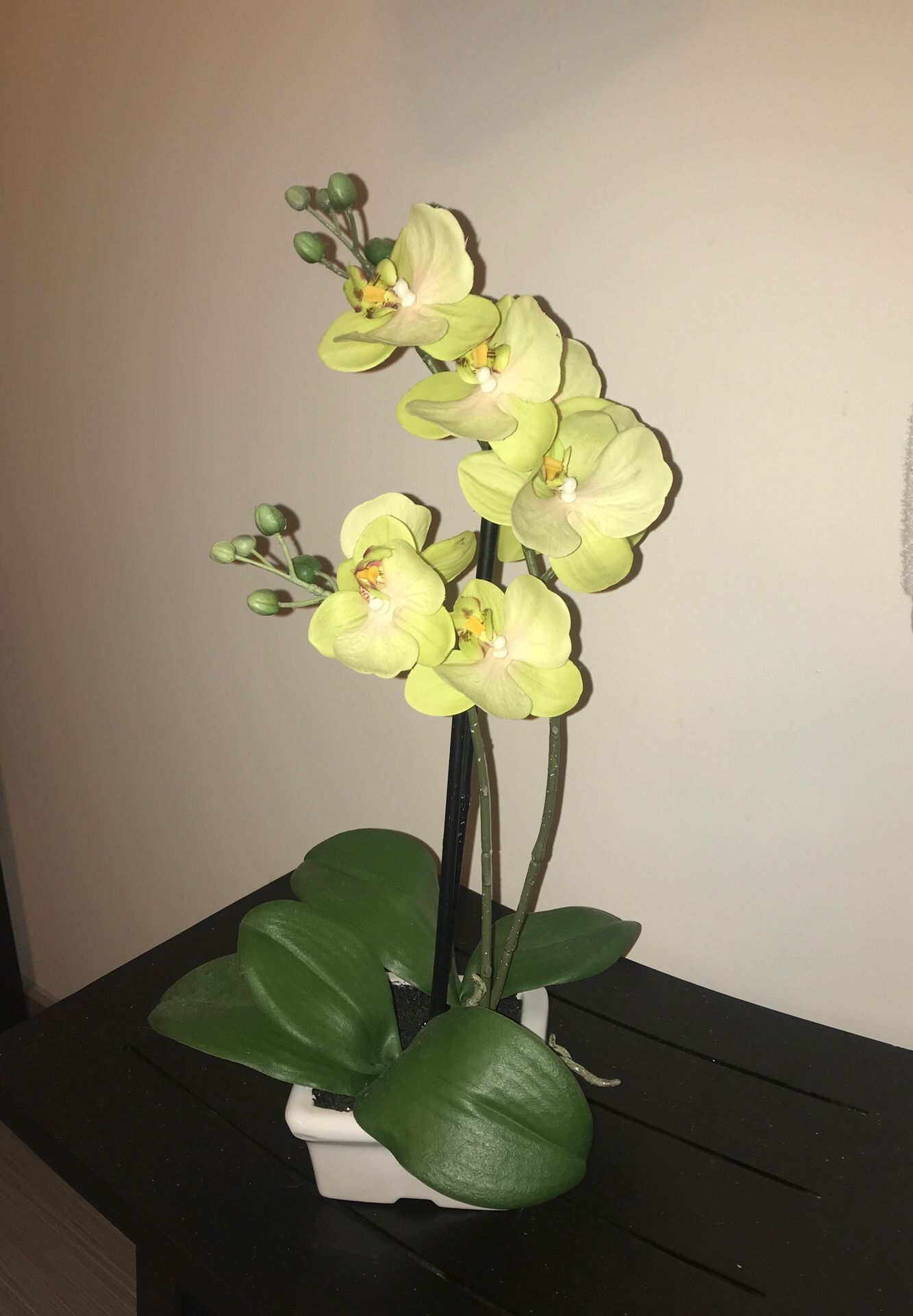 Decorative false orchid plant