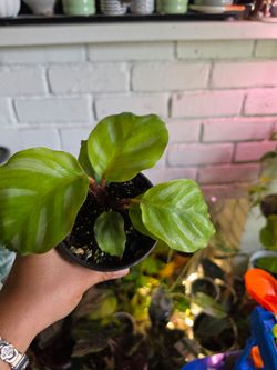 Calathea orbifolia (commonly known as the Round Leaf Prayer Plant)