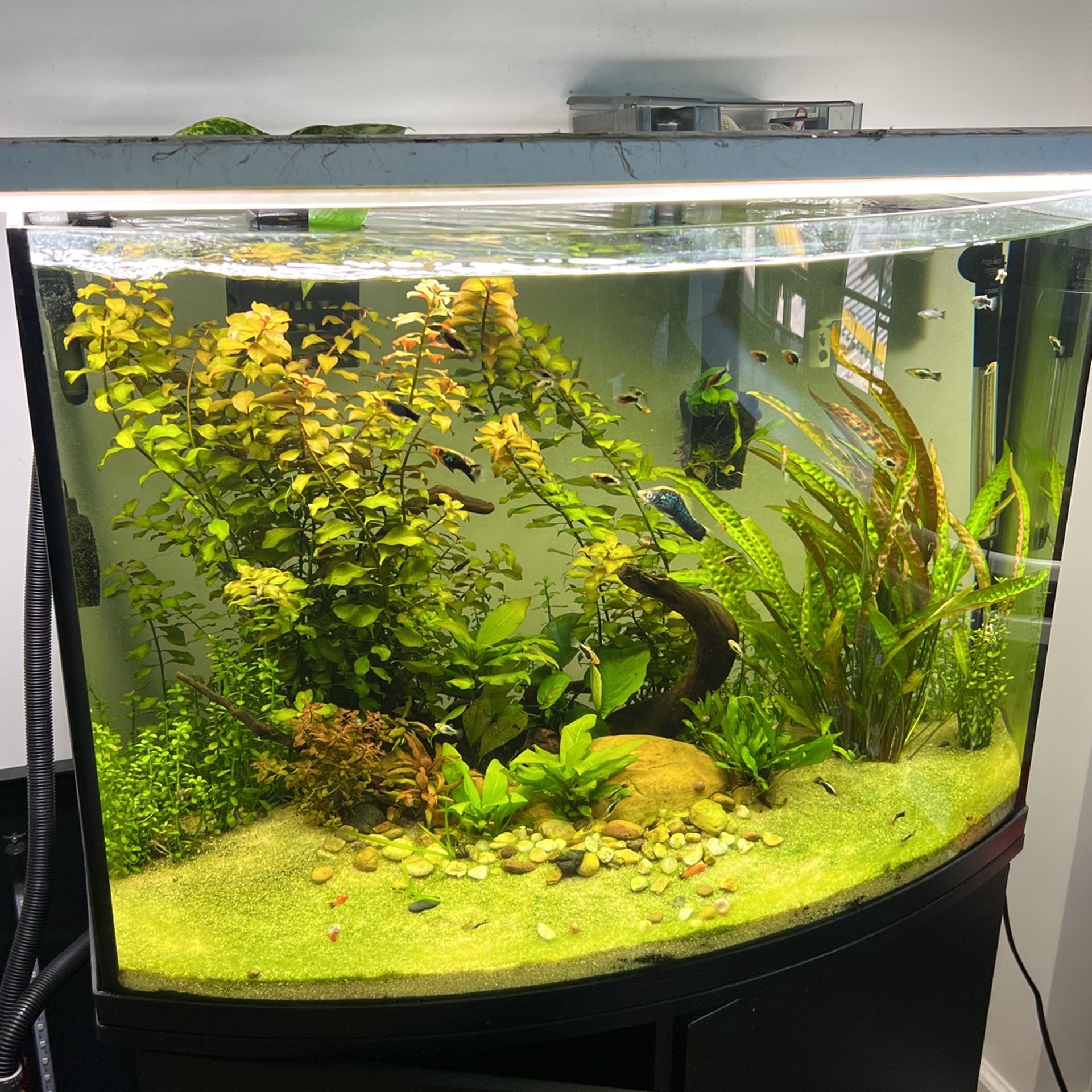 TOPFIN AQUARIUM & STAND COMBO BowFront Fishtank