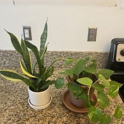 two potted plants