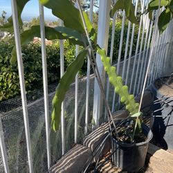 Dragon fruit Plant
