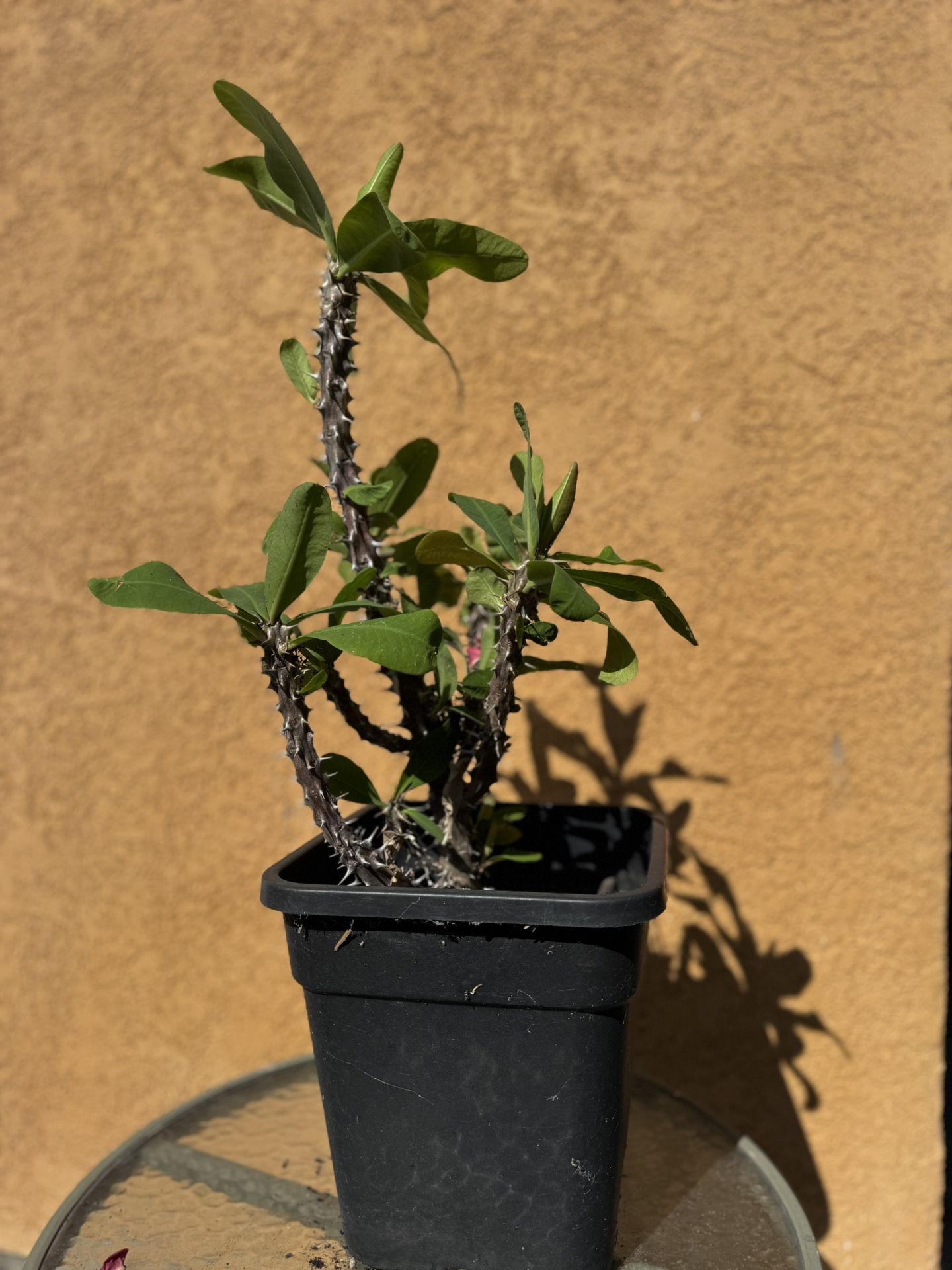 Crown of Thorns plant - Euphorbia milii