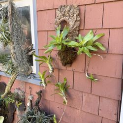 Whimsical Trailing Bromeliad Mounted And Ready To Hang
