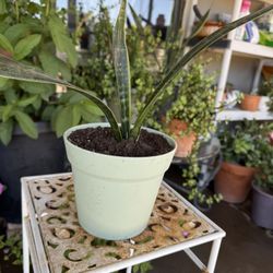 Plant