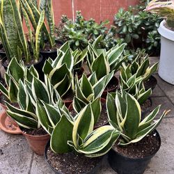 Snake plant - sansevieria Assorted Variety  6”-7” container.