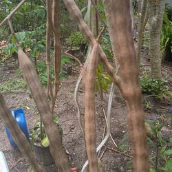 Moringa Tree Seeds 10 For Ten Dollars 