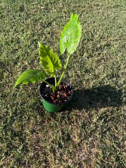 Alocasia red stem
