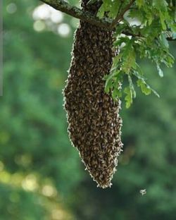 Bee Hive Removal For Free
