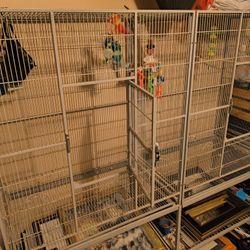 Bird Cage 