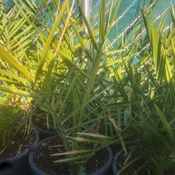 Dátil Lista Para Plantarse 