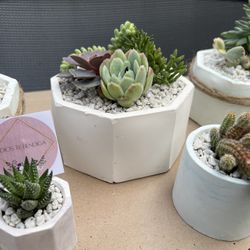 Suculentas / Succulents 