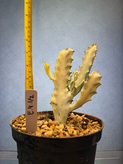 Dragon Bone Euphorbia.4.1/2