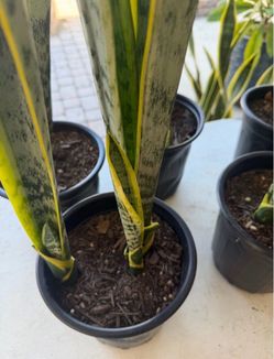 Snake Plant in Black Nursery Pot