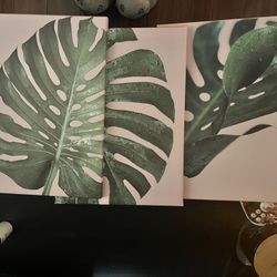 Monstera Pics On Canvases