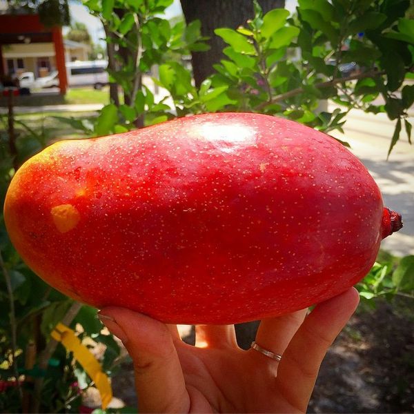 Valencia pride mango grafted trees in 3 gal arboles de mango valencia