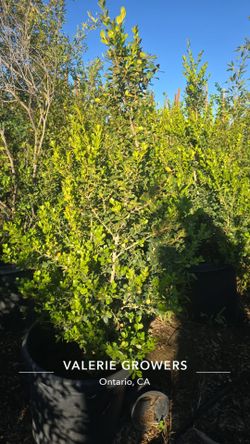Boxwood