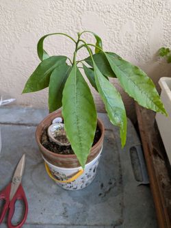 Avocado tree-15 inch
